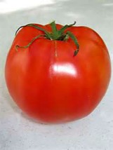 Fresh Seeds Lincoln Adams Tomato Seeds 20 Seeds Great For Canning - £17.24 GBP