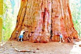 20 Giant Coast Redwood Seeds Sequoia Sempervirens Ships From USA - $12.80