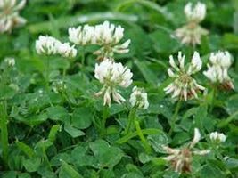 Clover- White Dutch- 500 Seeds Tera Store - £4.77 GBP