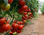 Fresh 50 Seeds Volante Tomato Vegetable Fast Shiping - $6.90