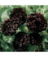 VT Peony Double Purple/Black Flower Seeds Nongmo Fast Ship - $9.39