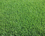 Zoysia Zenith Grass Seeds / Pure Seed / Easy To Grow / Year Round / 1/4O... - $13.18