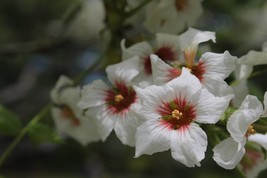 Yellowhorn Fruiting {xanthoceras sorbifolium northern} Showy Bloom 4 seeds - £4.79 GBP