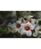 Yellowhorn Fruiting {xanthoceras sorbifolium northern} Showy Bloom 4 seeds - £4.72 GBP