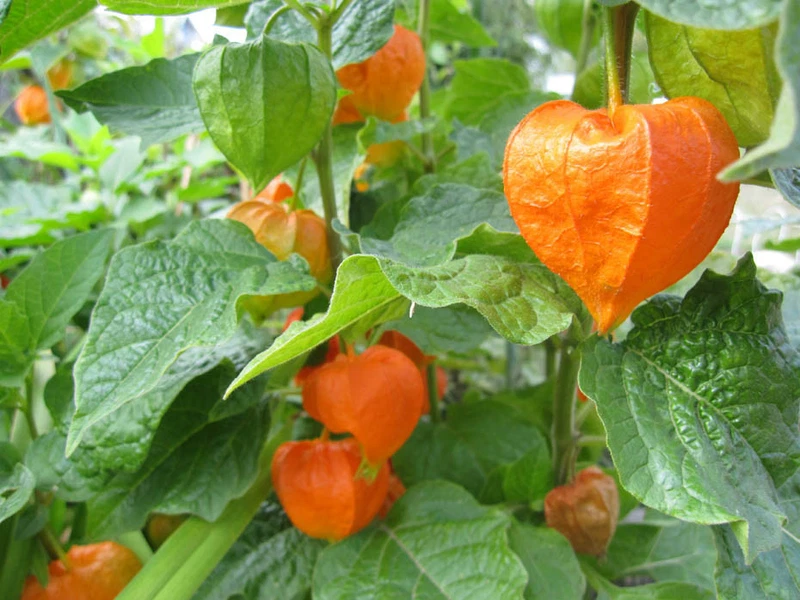 Collectible chinese lantern LARGE RED/ORANGE Blossom seed PODS 60 seeds - $5.28