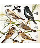 White Tail Sparrows Varieties And Types 1966 Color Bird Art Print Nature... - $28.01 CAD