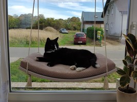 Wood Base Cat Window Shelf ARC 60 - $210.54