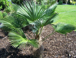 5 Pc Seeds Mazari Palm Plant, Nannorrhops ritchiana Seeds for Planting | RK - £15.10 GBP