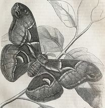 Silk Worm Moth Bombyx Cynthia 1863 Victorian Farming Agriculture Insects... - $30.13 CAD