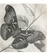 Silk Worm Moth Bombyx Cynthia 1863 Victorian Farming Agriculture Insects... - $30.13 CAD