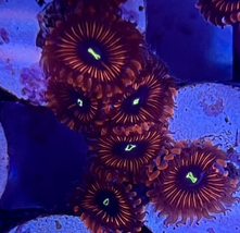 Red People Eater Zoanthids  - £19.99 GBP+