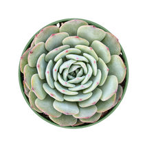 Live Plant Fresh Echeveria &#39;Mont Blanc&#39; Rosette Fully Rooted in 4 inch Planter - £22.13 GBP