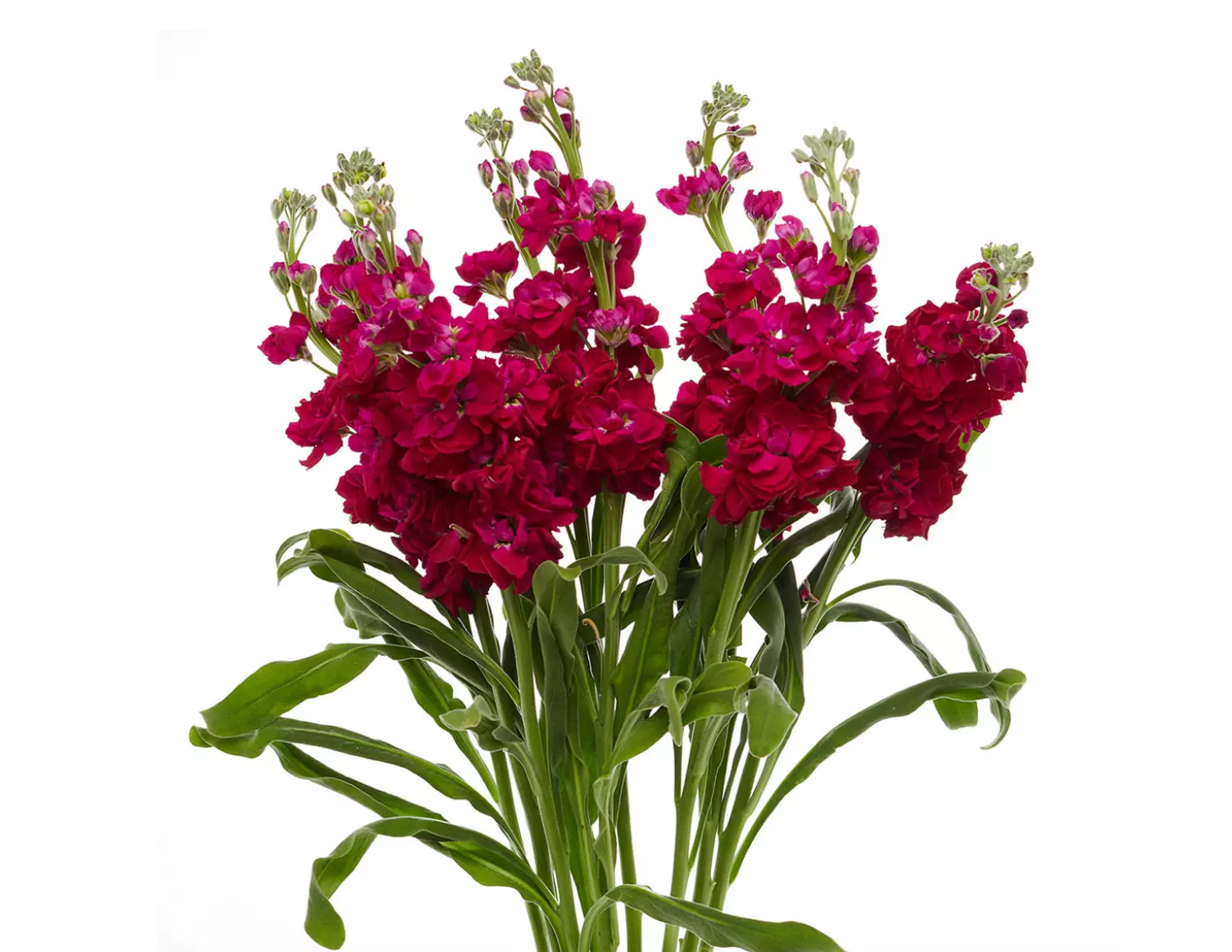 25 Stock Flower Seeds Dark Pink Cut Flower Garden Seeds - $12.39