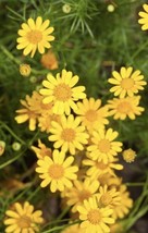 Dahlberg Daisy- Thymophylla - Golden Dyssodia - 300 Seeds Fresh Gardening USA SE - $7.98