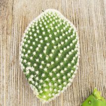 Cacti Opuntia microdasys albata 3 cuttings cactus Succulent real live plant - £30.04 GBP