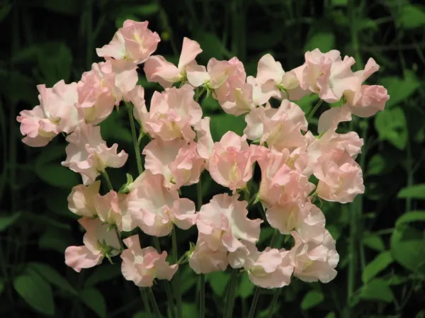 New Fresh 25 Heaven Scent Sweet Pea Seeds Flowers Seed Flower Annual - £7.03 GBP
