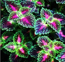 100 Seeds Coleus Blumei Seeds Green Black Purple Rose Pink Flowers Garden - £4.68 GBP