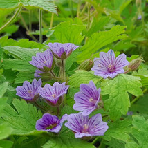 10 Seeds Geranium Bohemicum Orchid Blue Fresh Seeds for Planting - £14.59 GBP