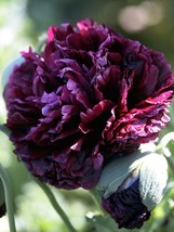 GUNEL 100 Seeds Easy To Grow Black Double Peony Poppy Flowers - £6.30 GBP