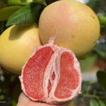 Heirloom Sweet Yellow Grapefruit Citrus maxima Fruit - 10 Seeds - £5.41 GBP