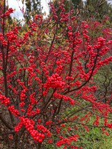 Ilex verticillata ‘Winter Red’- Winterberry - 3 Gallon Pot Size - Live P... - $99.00