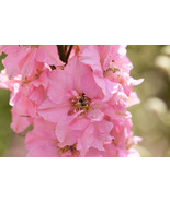 100 Pink Perfection Larkspur Delphinium Consolida Ambigua Ajacis Flower ... - $291.57 MXN