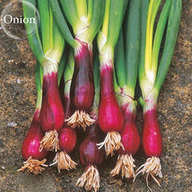 New Fresh Spring Onion With Red Beard Seeds 30 Seeds Tasty Organic Vegetables E3 - $4.72