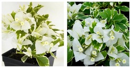 Variegated Bougainvillea Well Rooted VANILLA ICE starter/plug plant - £35.97 GBP