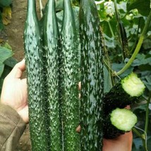 60Pcs Asian Suyo Long Cucumber Seeds  Heirloom, , China Long Hybrid From US - £10.27 GBP