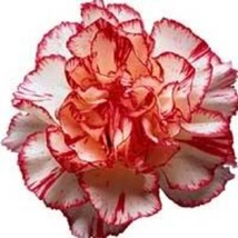 50 Avranchin Red &amp; White Carnation Dianthus Caryophyllus Chabaud - £13.58 GBP