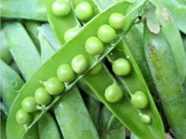 100 Seeds Lincoln Shelling Pea American Heirloom Aka Homesteader Spring/Fall - £13.37 GBP