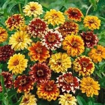 US Seller 50 Zinnia Persian Carpet Mix Flower Seeds Long Lasting Annual New Fres - £16.23 GBP