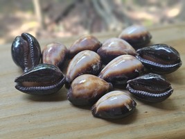 12 Cyprea Onyx 1&quot; SeaShells Ocean Beach Shell Crafts - $375.42 MXN