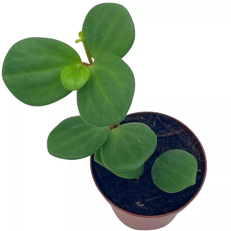 Peperomia Hope, 2 inch, Trailing Jade peperomia rotundifolia Tiny Mini P... - £30.92 GBP