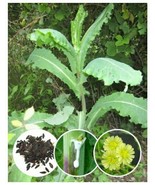 250+ Wild/Opium Lettuce Seeds (Lactuca virosa) Packed for 2019 - $14.80