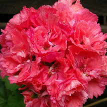 ALGARD &#39;Liuyu&#39; Pinkish Red Geranium Flowers Seeds, 10 Seeds/, Heirloom Pelargoni - £5.26 GBP