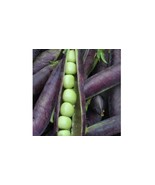 Blue Shelling Pea Seeds, NON-GMO, Blauwschokkers Pea, Purple-Blue Pod, F... - €1,72 EUR+