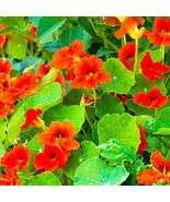 Empress Of India Nasturtium Gourmet Mix Edible Flower New Fresh US Shipping - $22.79 CAD