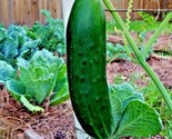 40 Seeds Beit Alpha Cucumber Seeds Organic Greenhouse Vegetable Garden P... - £7.22 GBP