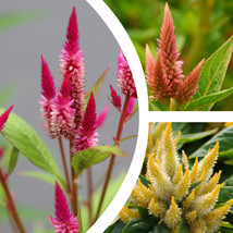 150 Flamingo Feather Celosia Spicata Seeds / Wheat Flower Mixed Colors O... - $3.71