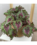 15 Seeds Begonia Joys Jubilee Flowers Fast US Shipping - $13.33 CAD