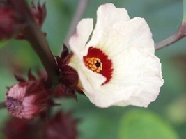 50 Roselle Hibiscus Sabdariffa Rosella Fruit Flower Seeds *From US  - $9.90