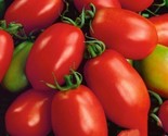 Napoli Tomato Seeds Non-Gmo 50 Seeds Sauce Soups Or Paste Italian Paste ... - £7.18 GBP