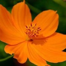 35 Cosmos Cosmic Orange Flower Seeds Drought Tolerant Fresh USA Fast Shipping - £15.65 GBP