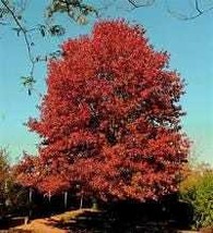 Lot of Four (4) Scarlet Oak Trees Beautiful Fall Color Actual Trees (not... - $99.95