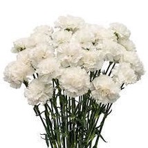 Carnation White 100 Seeds Free Shipping - $75.58 MXN