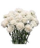 Carnation White 100 Seeds Free Shipping - $73.50 MXN