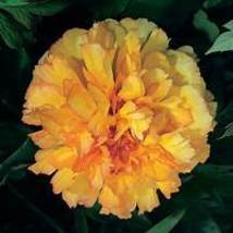 Bellfarm Peony &#39;goden Years&#39; Gold Flowers Seeds 5PCS Item No. QC388M - £7.70 GBP