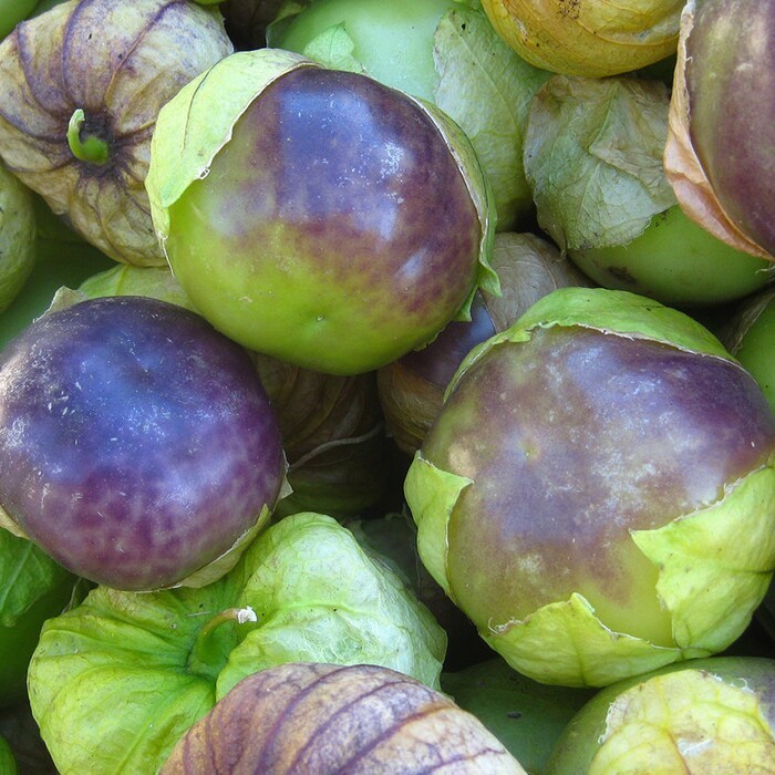 Organic Purple Blush Tomatillo Fast Shipping