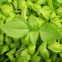 Seeds Fresh Lemon Basil Basilicum Pot Herb Ornamental Thai Flower - $9.90